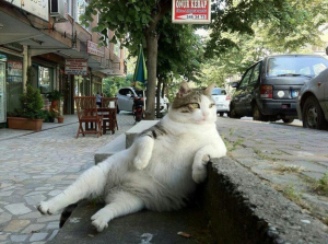 Cat laying on the sidewalk